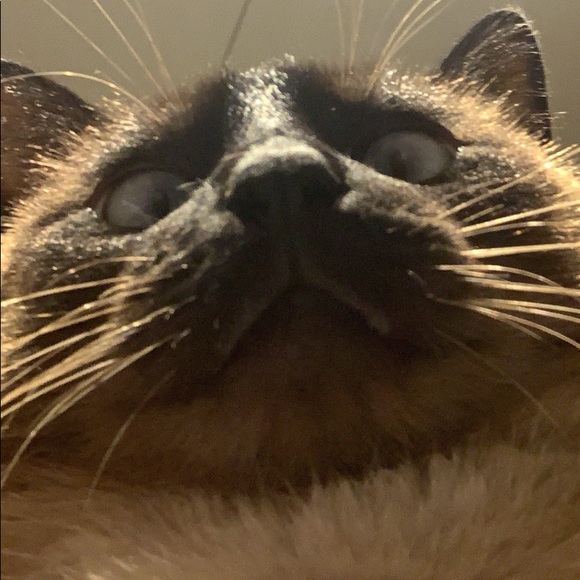 Meet your Posher, Mai - Picture 3 of 5